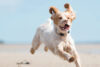 Springender Hund Strand