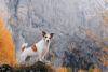 Hund Alpenpanorama Herbst