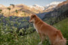 Hund Panorama Alpen Wiese