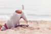 Hund am Strand Sand