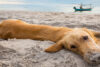Hund am Strand Meer